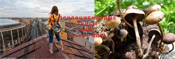 PSILOCYBIN Богородск